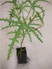 Scented Geranium Fernleaf
