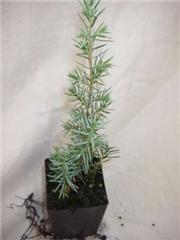Juniper Female