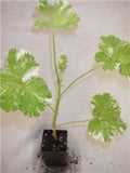 Scented Geranium Snowflake