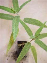 Salvia leucantha 'Mexican Sage'