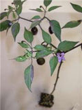 Chilli Purple Tiger