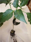 Chilli Pasilla Bajo