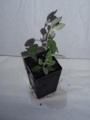 Salvia 'Marine Blue'
