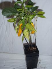 Chilli Aji Amarillo