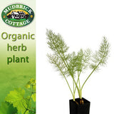 Fennel - Florence Fennel