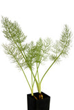 Fennel - Florence Fennel