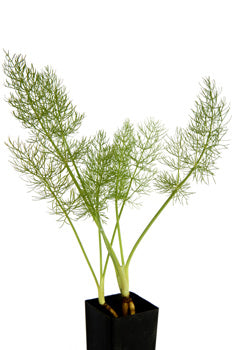 Fennel - Florence Fennel