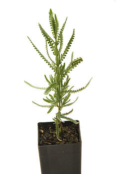 Lavender - French Lavender