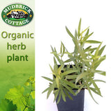 French Tarragon
