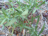 French Tarragon