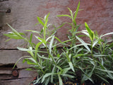 French Tarragon