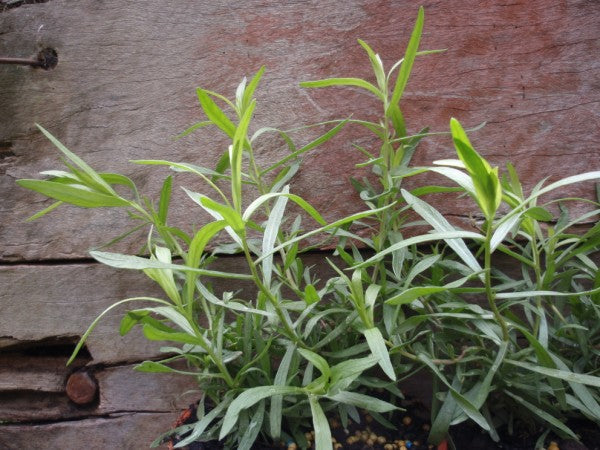 French Tarragon