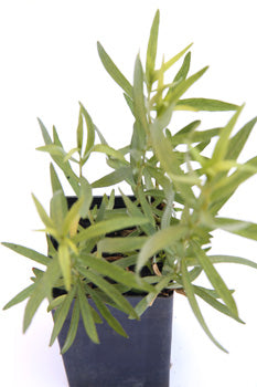 French Tarragon