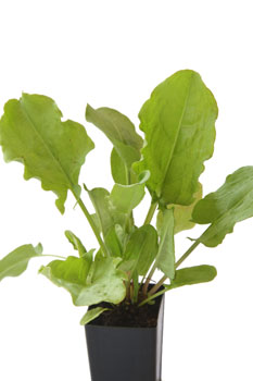 Sorrel