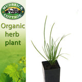 Chives - Garlic Chives