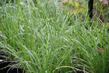 Chives - Garlic Chives