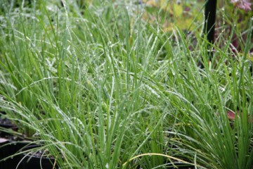 Chives - Garlic Chives