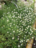 Chamomile German