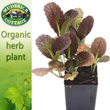 Asian Greens - Giant Red Mustard