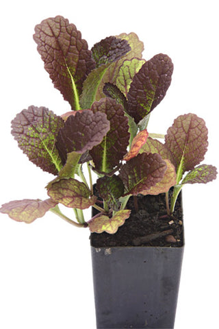 Asian Greens - Giant Red Mustard