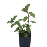 Mint - Ginger Mint