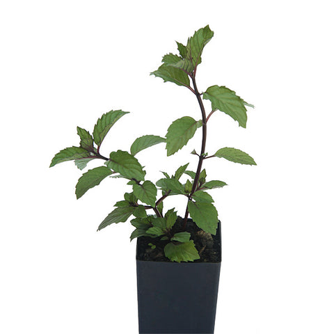 Mint - Ginger Mint
