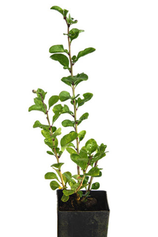 Goji Berry Chinense