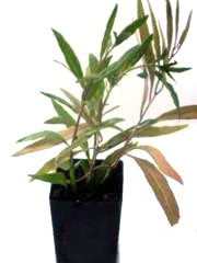Goji Berry