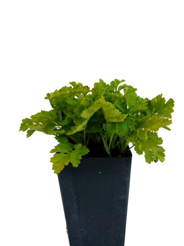 Feverfew - Golden