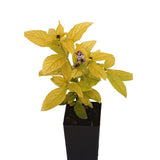 Heliotrope - Golden