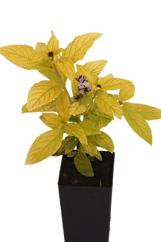 Heliotrope - Golden