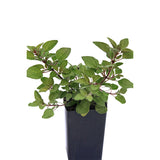Oregano Golden