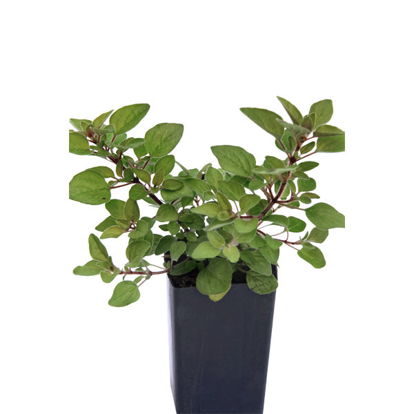 Oregano Golden