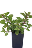 Oregano Golden