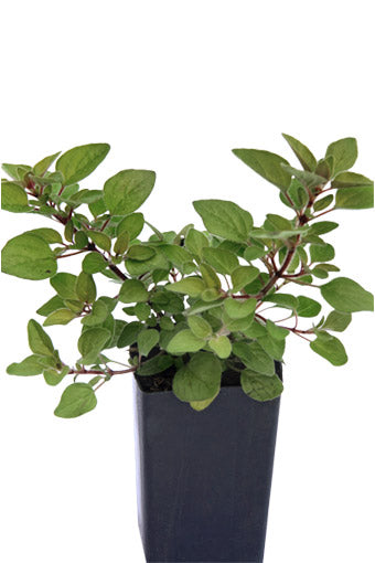 Oregano Golden