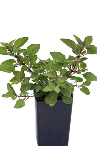Oregano Golden