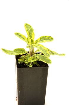 Salvia officinalis 'Icterina' 'Golden Sage'