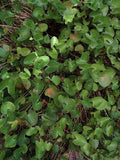 Gotu Kola