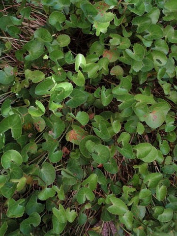 Gotu Kola
