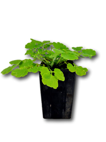Greater Celadine