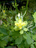 Greater Celadine