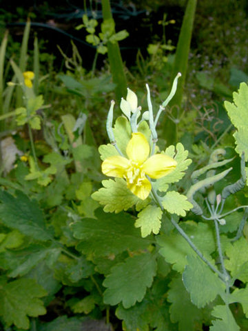 Greater Celadine