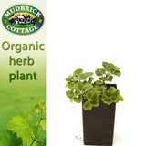 Oregano - Greek Oregano