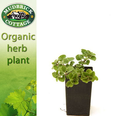 Oregano - Greek Oregano