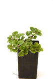 Oregano - Greek Oregano