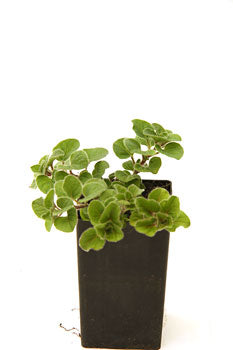 Oregano - Greek Oregano