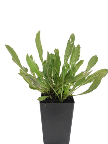 Grindelia