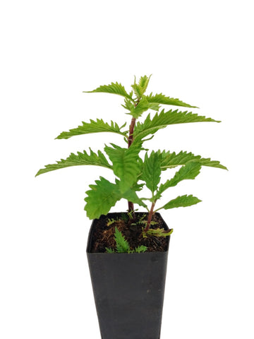 Gypsywort