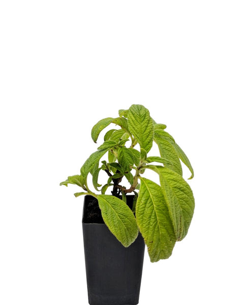 Heliotrope arborescens 'White'
