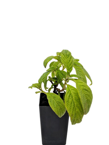 Heliotrope arborescens 'White'
